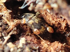 Mycetophagidae