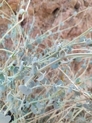 Pergularia
