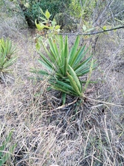 Agave karwinskii