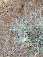 Pergularia