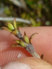 Coprosma cheesemanii