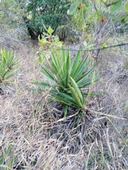 Agave karwinskii