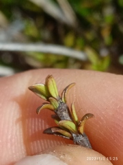 Coprosma cheesemanii