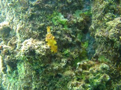 Hypselodoris imperialis
