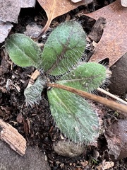 Hieracium venosum