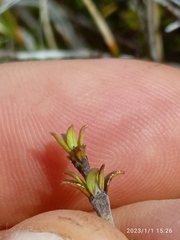 Coprosma cheesemanii