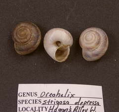 Oreohelix strigosa