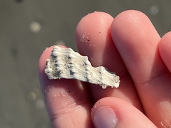 Cyrtopleura costata