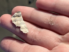 Cyrtopleura costata