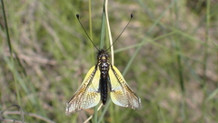 Libelloides baeticus
