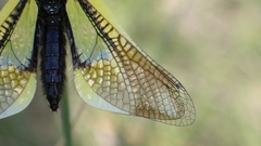 Libelloides baeticus