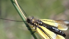 Libelloides baeticus