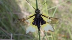 Libelloides baeticus