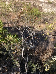 Karwinskia humboldtiana