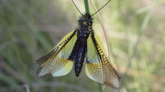 Libelloides baeticus