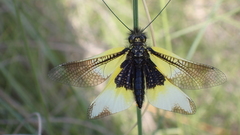 Libelloides baeticus