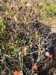 Karwinskia humboldtiana