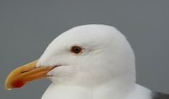 Larus occidentalis