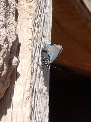 Atlides halesus