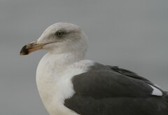 Larus occidentalis