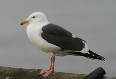 Larus occidentalis