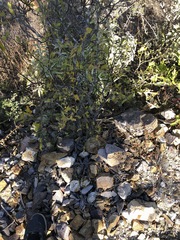 Karwinskia humboldtiana
