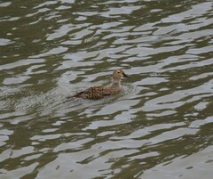 Somateria spectabilis