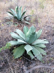 Agave seemanniana