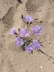 Lactuca tatarica