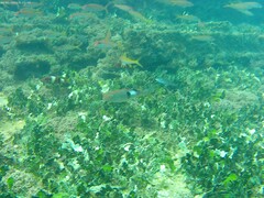 Parupeneus pleurostigma