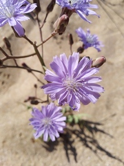 Lactuca tatarica