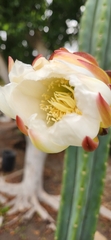 Trichocereus macrogonus
