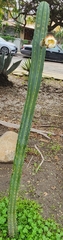 Trichocereus macrogonus