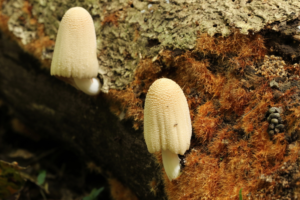 Coprinellus sect. Domestici from Woodhaugh Gardens, Dunedin, Otago, NZ ...