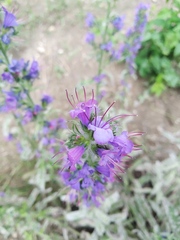 Echium vulgare