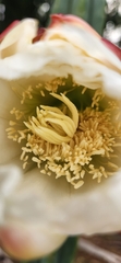 Trichocereus macrogonus
