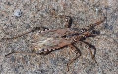 Nabis occidentalis