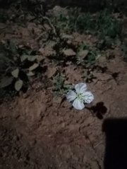 Oenothera tetraptera