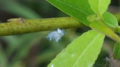 Pseudococcidae
