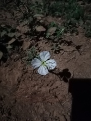 Oenothera tetraptera