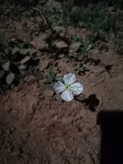 Oenothera tetraptera
