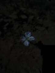 Oenothera tetraptera