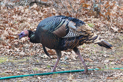 Meleagris gallopavo intermedia