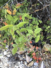 Varronia curassavica