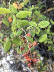 Varronia curassavica