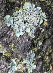 Punctelia subrudecta