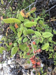 Varronia curassavica