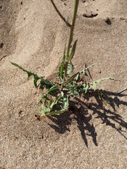 Lactuca tatarica