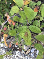 Varronia curassavica