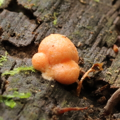 Lycogala epidendrum